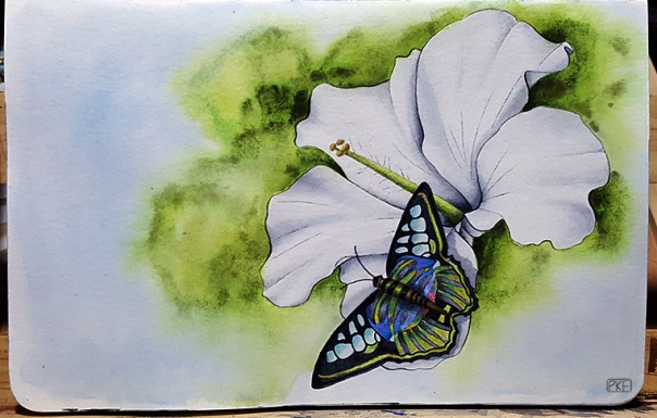 butterfly_sketch.jpg